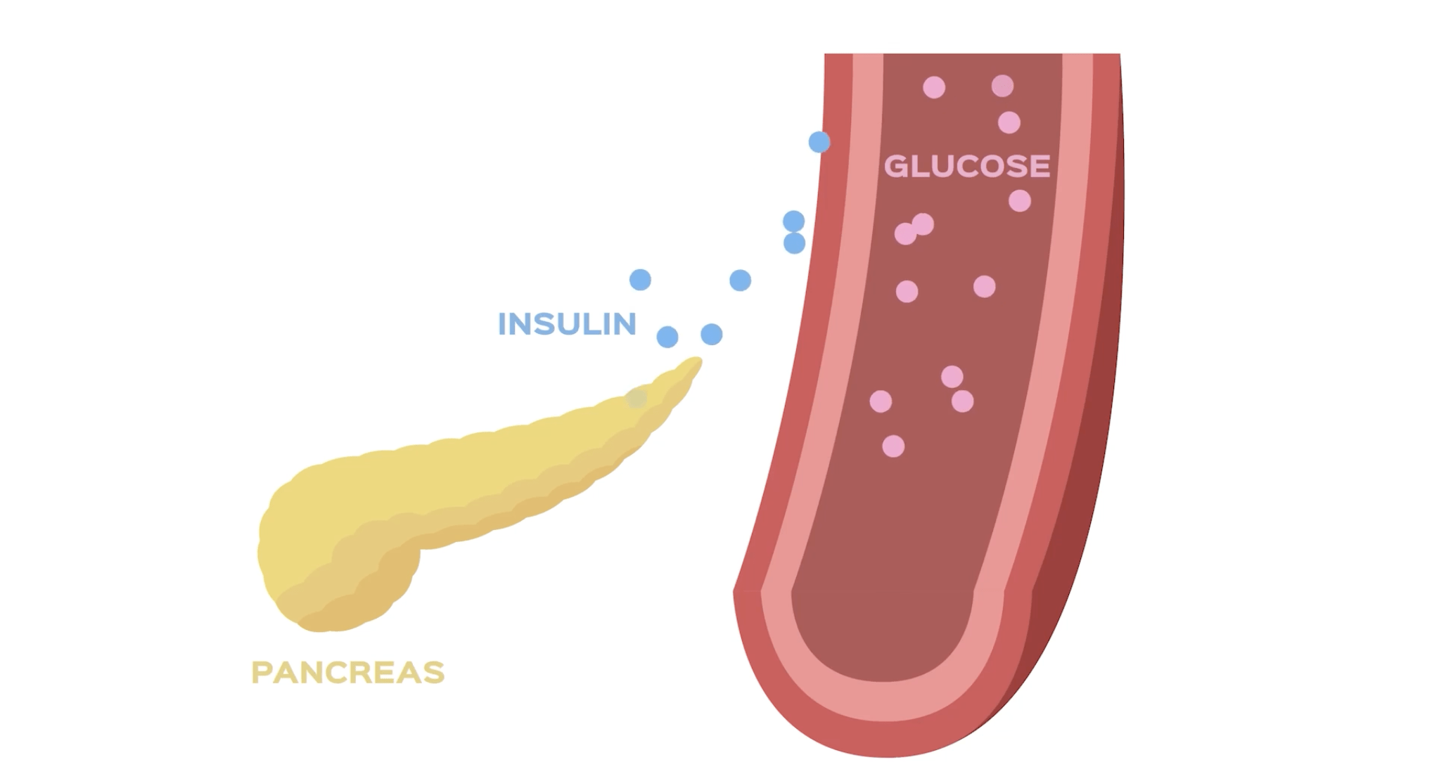 Understanding Your Body’s Glucose Signals